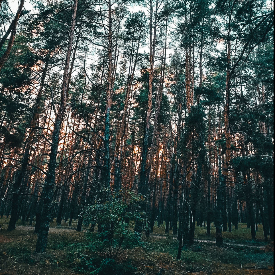 FOREST ∆ rustle | шелест леса 