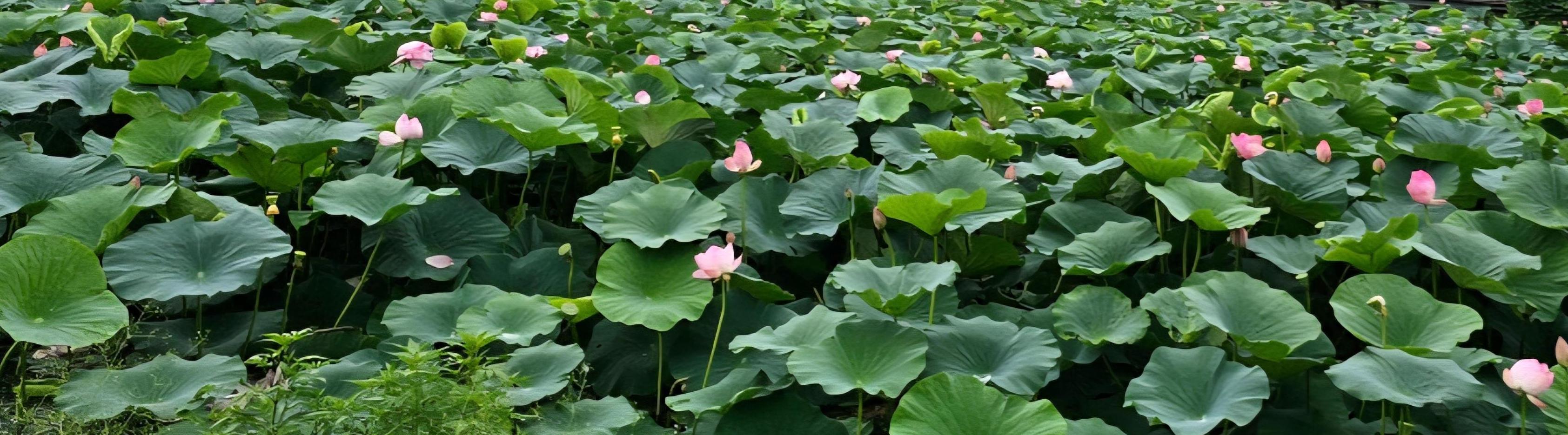 Вера Гордуновская