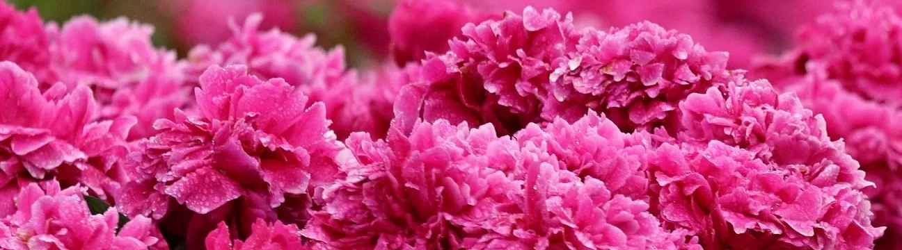 Поличка Спирина