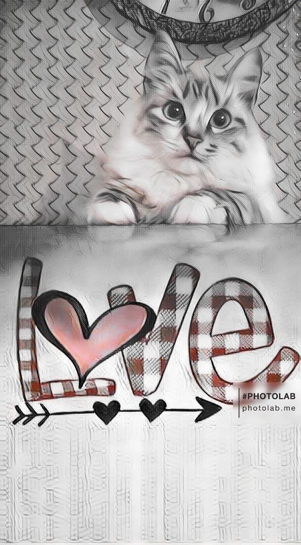 Наши любимые животные