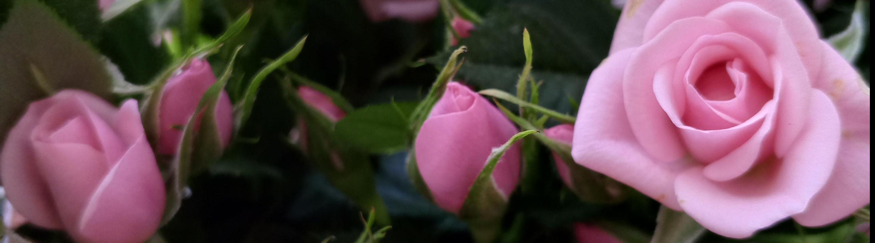 Елена  Викторовна 