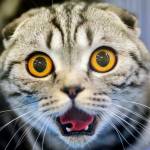 Алексей Николаев