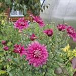 Юлия Тагиева