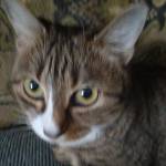 Светлана Чаплыгина