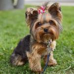 Настя Неженец