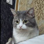 Гасбулла Магомедов