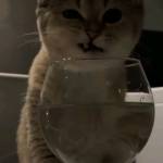 Диана Коростелева