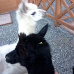 Елена Юрьевна