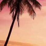 Дина Рекецкая