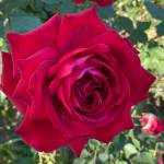 Мадина Халиуллина