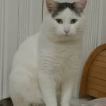 Лариса Боровикова