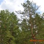 Андрей Музыка