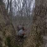 Ирина Богданова