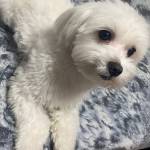 Оксана Горовая