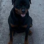 Юрий Воеводин