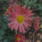 Лючия Лючия