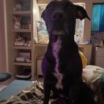 Николай Герц