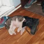 Туйара Тризна