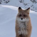 Олег Колобов