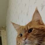 Анюта Мальцева