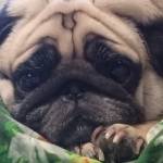 Надежда Левина