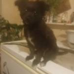 Наталья Сапрыкина