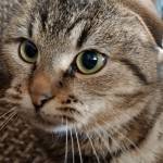 Vladimir Непомню