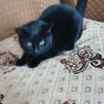 Кошка Кошка