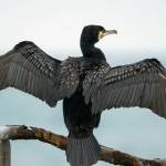 Ильфат Аминов