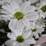 Эля Кулиева