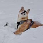 Нина Ростока