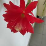 Владимир Стариков