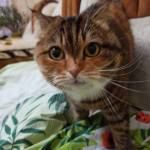 Светлана Балдина