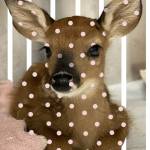 Оля Морозова