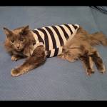 Алёна Франкинштейн