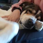 Альбина АбдуЛлаева