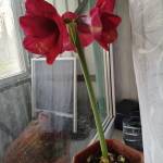 Ольчик Баландина