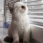 Кингжао Ван