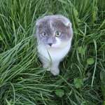 Абдула Пацагов