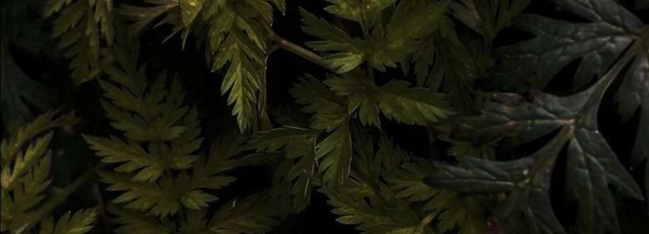 Екатерина Р