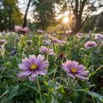 Ашура Алиева