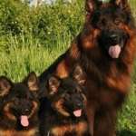 Любовь Любовь حب