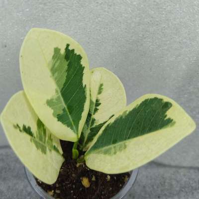 Ficus Djulia Profile Picture