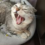 kittypitty